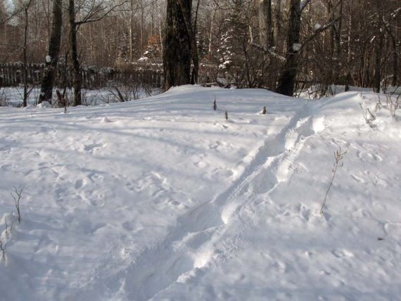 Полосатая кошка, пятнистая кошка Полосатая кошка, пятнистая кошка