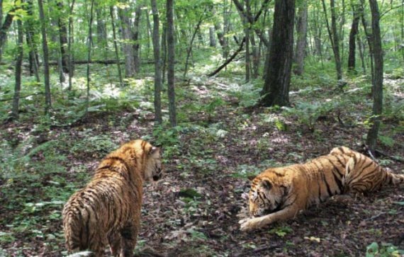 Полосатая кошка, пятнистая кошка Полосатая кошка, пятнистая кошка