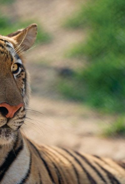 Полосатая кошка, пятнистая кошка Полосатая кошка, пятнистая кошка