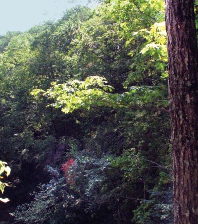 Полосатая кошка, пятнистая кошка Полосатая кошка, пятнистая кошка