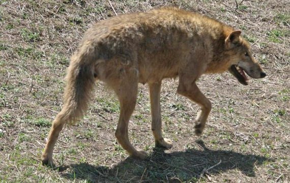 Полосатая кошка, пятнистая кошка Полосатая кошка, пятнистая кошка