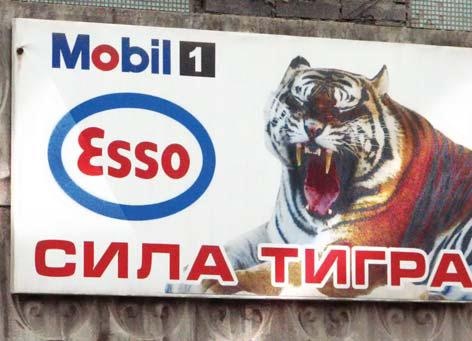 Полосатая кошка, пятнистая кошка Полосатая кошка, пятнистая кошка