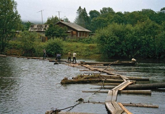 Полосатая кошка, пятнистая кошка Полосатая кошка, пятнистая кошка