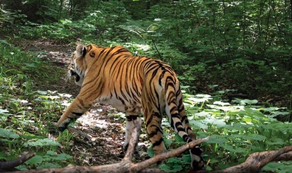 Полосатая кошка, пятнистая кошка Полосатая кошка, пятнистая кошка