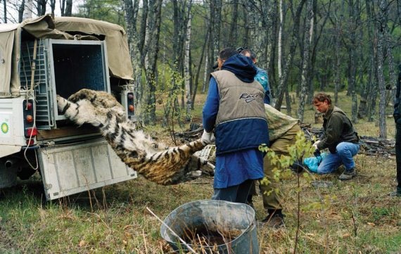 Полосатая кошка, пятнистая кошка Полосатая кошка, пятнистая кошка