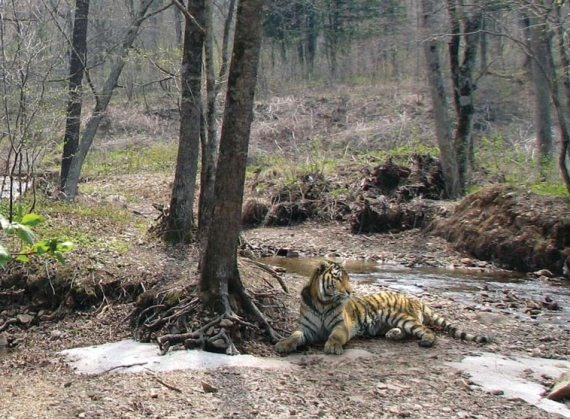 Полосатая кошка, пятнистая кошка Полосатая кошка, пятнистая кошка