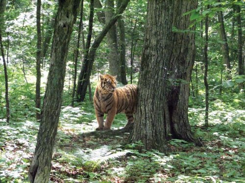 Полосатая кошка, пятнистая кошка Полосатая кошка, пятнистая кошка