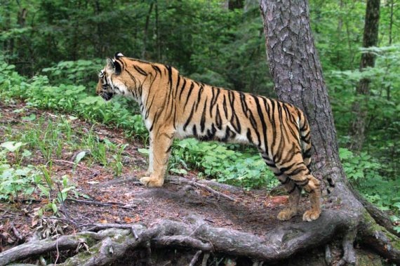 Полосатая кошка, пятнистая кошка Полосатая кошка, пятнистая кошка