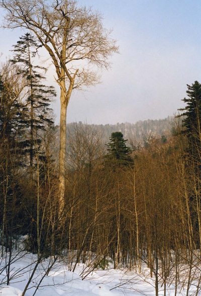 Полосатая кошка, пятнистая кошка Полосатая кошка, пятнистая кошка