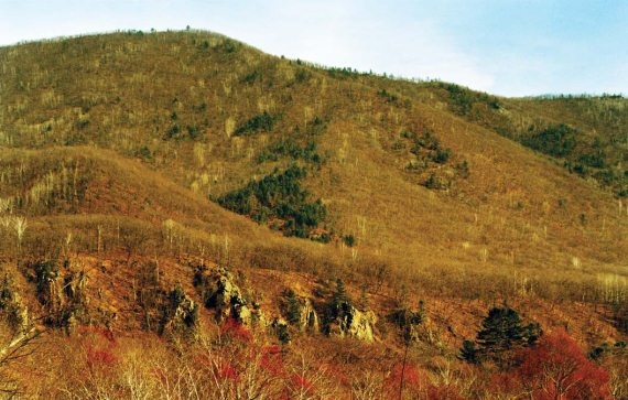 Полосатая кошка, пятнистая кошка Полосатая кошка, пятнистая кошка