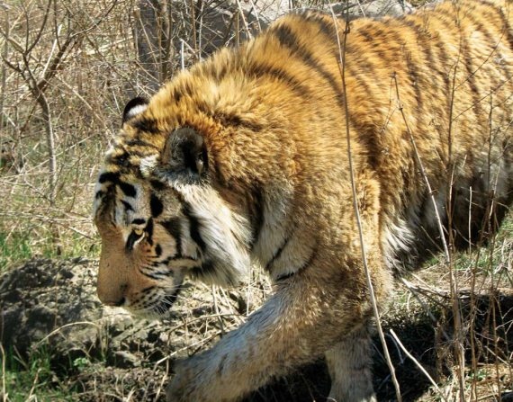 Полосатая кошка, пятнистая кошка Полосатая кошка, пятнистая кошка