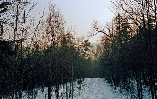 Полосатая кошка, пятнистая кошка Полосатая кошка, пятнистая кошка