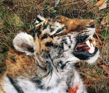 Полосатая кошка, пятнистая кошка Полосатая кошка, пятнистая кошка