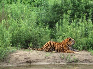 Полосатая кошка, пятнистая кошка Полосатая кошка, пятнистая кошка