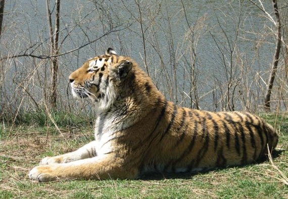 Полосатая кошка, пятнистая кошка Полосатая кошка, пятнистая кошка