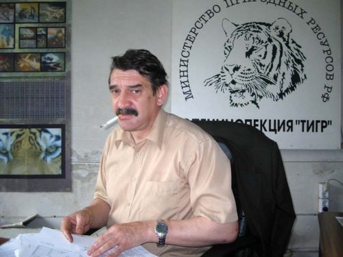 Полосатая кошка, пятнистая кошка Полосатая кошка, пятнистая кошка