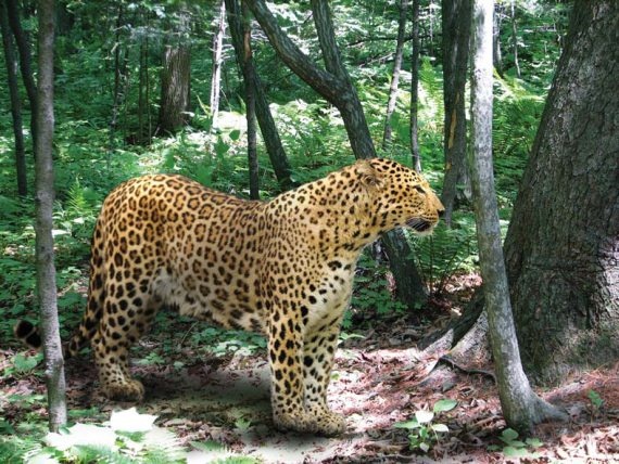 Полосатая кошка, пятнистая кошка Полосатая кошка, пятнистая кошка
