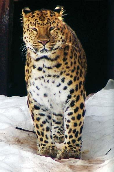 Полосатая кошка, пятнистая кошка Полосатая кошка, пятнистая кошка