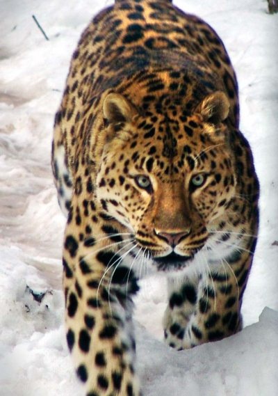 Полосатая кошка, пятнистая кошка Полосатая кошка, пятнистая кошка