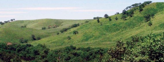 Полосатая кошка, пятнистая кошка Полосатая кошка, пятнистая кошка