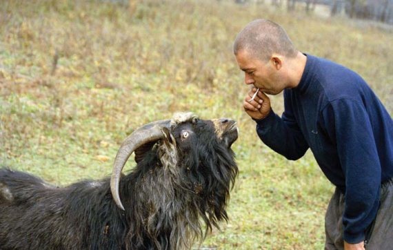 Полосатая кошка, пятнистая кошка Полосатая кошка, пятнистая кошка