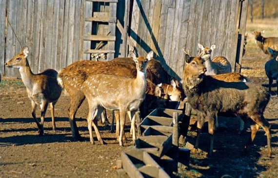 Полосатая кошка, пятнистая кошка Полосатая кошка, пятнистая кошка
