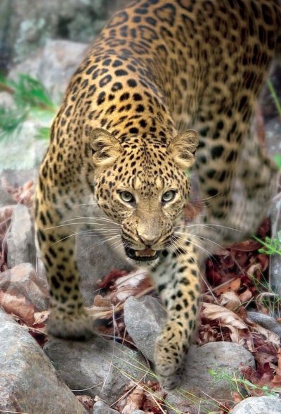 Полосатая кошка, пятнистая кошка Полосатая кошка, пятнистая кошка