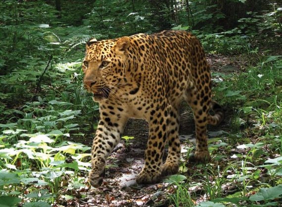 Полосатая кошка, пятнистая кошка Полосатая кошка, пятнистая кошка