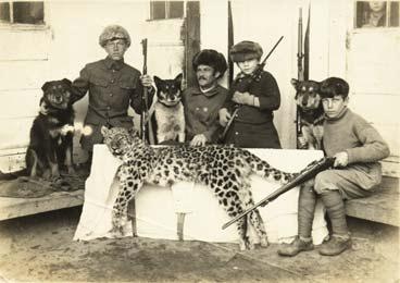 Полосатая кошка, пятнистая кошка Полосатая кошка, пятнистая кошка