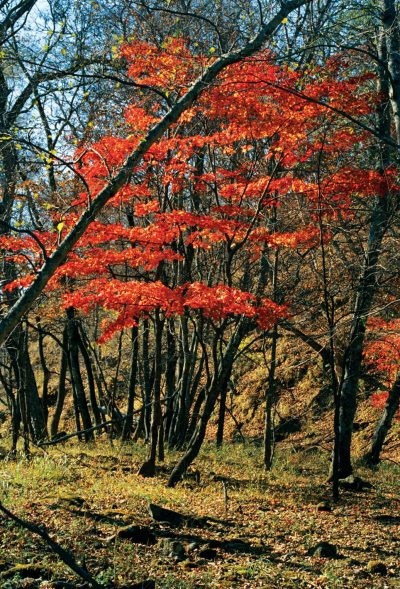 Полосатая кошка, пятнистая кошка Полосатая кошка, пятнистая кошка