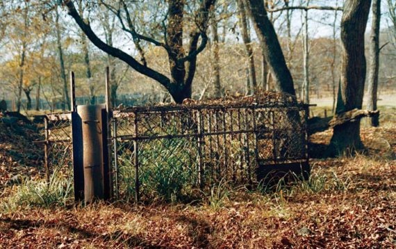 Полосатая кошка, пятнистая кошка Полосатая кошка, пятнистая кошка