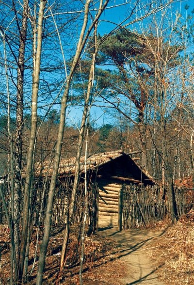 Полосатая кошка, пятнистая кошка Полосатая кошка, пятнистая кошка