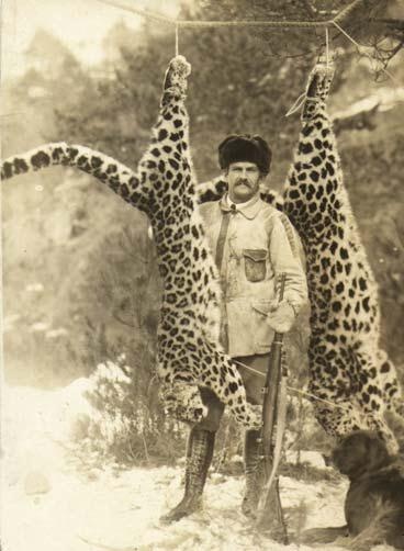 Полосатая кошка, пятнистая кошка Полосатая кошка, пятнистая кошка