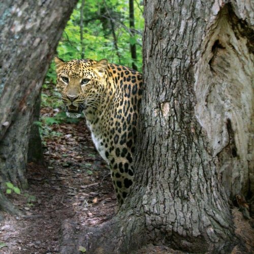 Полосатая кошка, пятнистая кошка Полосатая кошка, пятнистая кошка