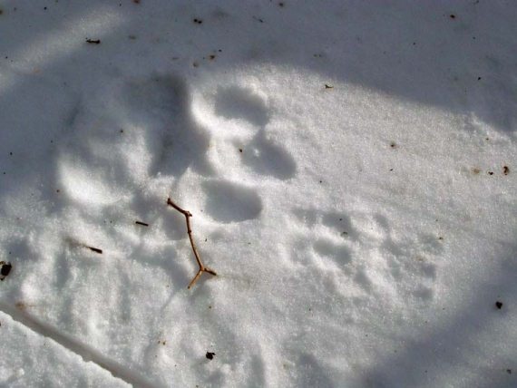 Полосатая кошка, пятнистая кошка Полосатая кошка, пятнистая кошка