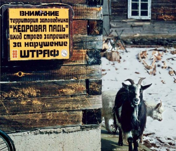 Полосатая кошка, пятнистая кошка Полосатая кошка, пятнистая кошка