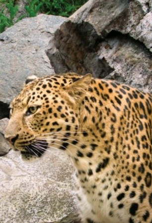 Полосатая кошка, пятнистая кошка Полосатая кошка, пятнистая кошка