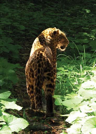 Полосатая кошка, пятнистая кошка Полосатая кошка, пятнистая кошка