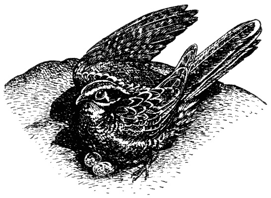 Кумаонские людоеды Кумаонские людоеды