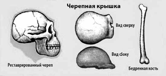 Разные человечества. Эволюция. Разум. Антропология Разные человечества. Эволюция. Разум. Антропология