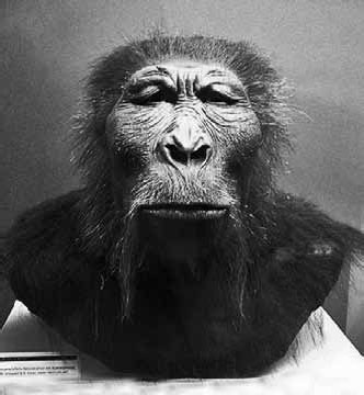 Разные человечества. Эволюция. Разум. Антропология Разные человечества. Эволюция. Разум. Антропология