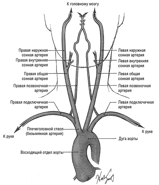 Здоровое сердце. Издание XXI века Здоровое сердце. Издание XXI века