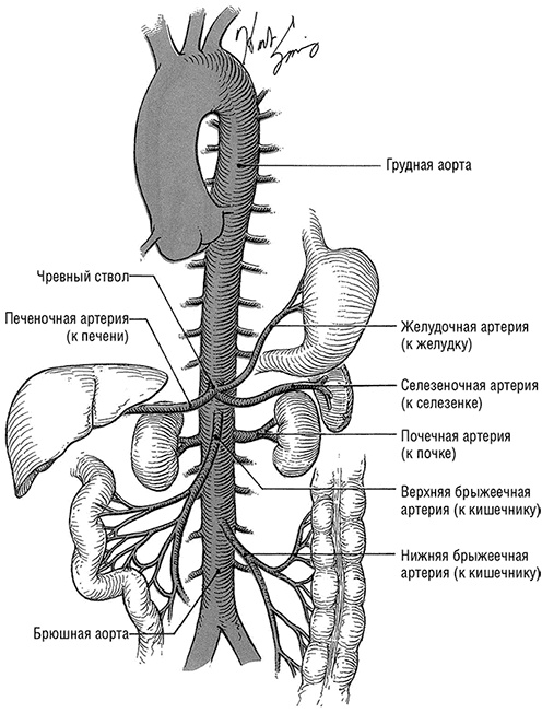 Здоровое сердце. Издание XXI века Здоровое сердце. Издание XXI века