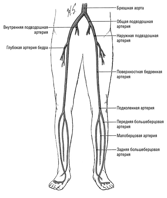 Здоровое сердце. Издание XXI века Здоровое сердце. Издание XXI века