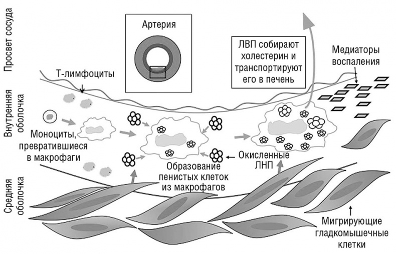 Здоровое сердце. Издание XXI века Здоровое сердце. Издание XXI века