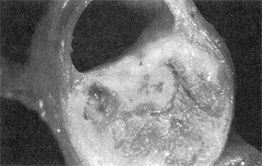 Здоровое сердце. Издание XXI века Здоровое сердце. Издание XXI века