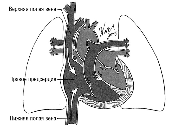 Здоровое сердце. Издание XXI века Здоровое сердце. Издание XXI века
