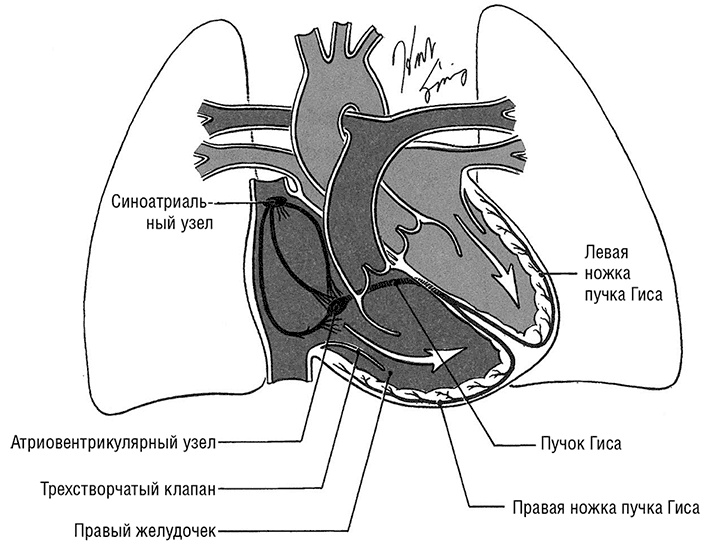 Здоровое сердце. Издание XXI века Здоровое сердце. Издание XXI века
