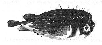 Книга рыб Гоулда Книга рыб Гоулда