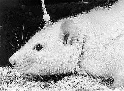 Секс, игра и шоколад. Удовольствия и пристрастия Секс, игра и шоколад. Удовольствия и пристрастия